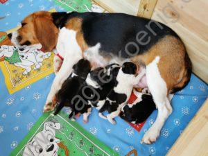 Beagle Welpen