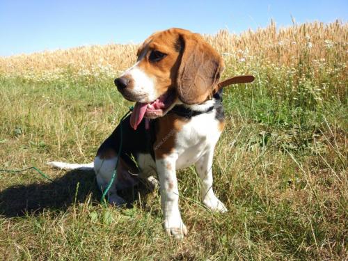 Beagle Hund Rüde