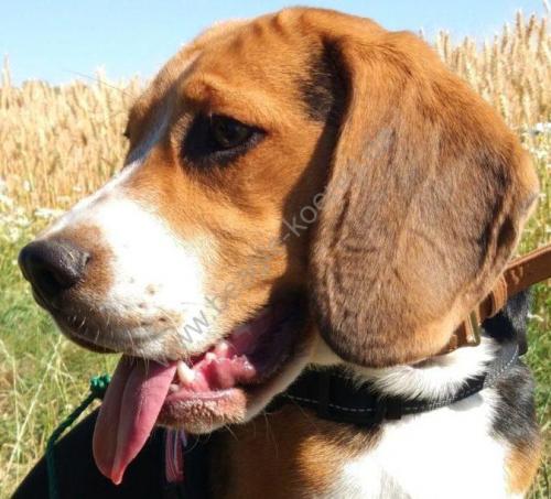 Beagle Hund Rüde