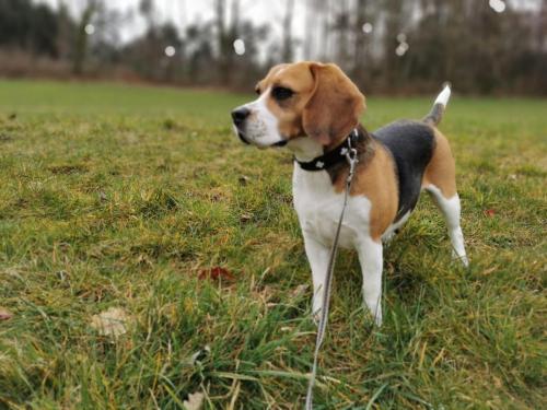 Beagle Welpen