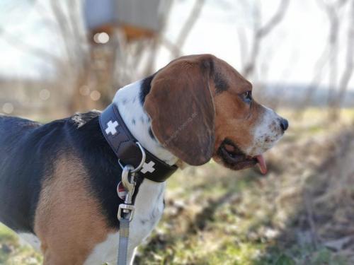 Beagle Hund Rüde