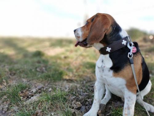 Beagle Hund Rüde