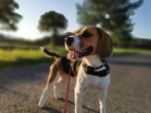 Beagle Welpen