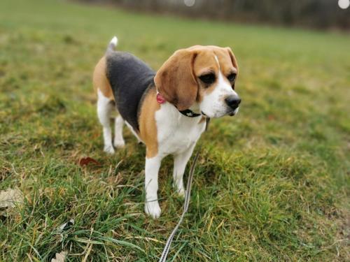 Beagle Welpen