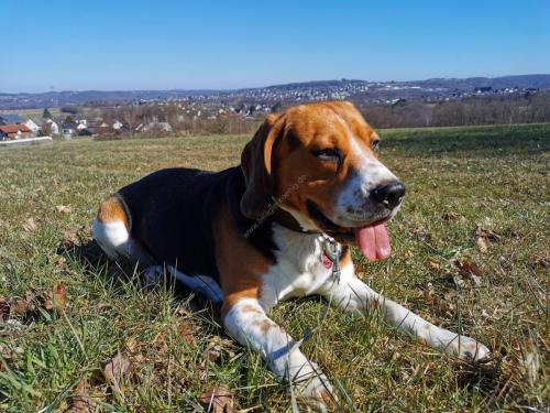 Beagle Hund Rüde