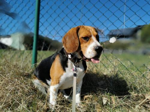 Beagle Hund Rüde