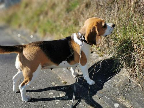 Beagle Welpen