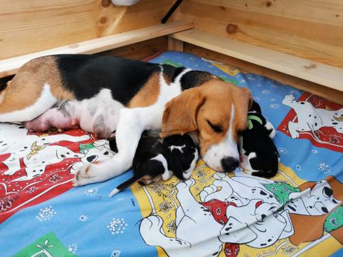 Beagle Welpen