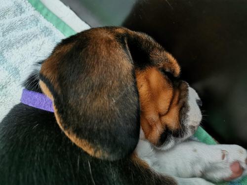 Beagle Welpe König