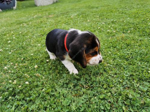 Beagle Welpen König