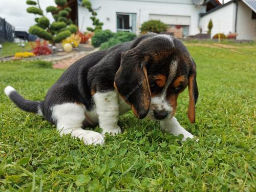 Beagle Welpen König