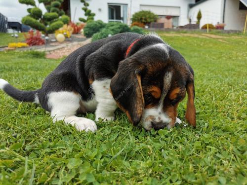 Beagle Welpen König