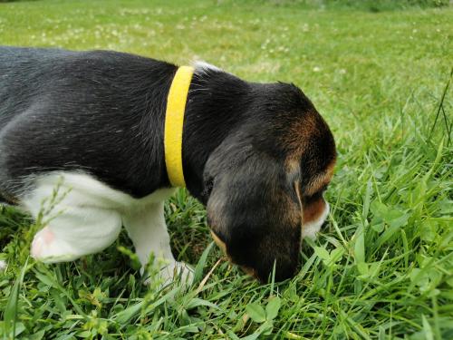 Beagle Welpe König