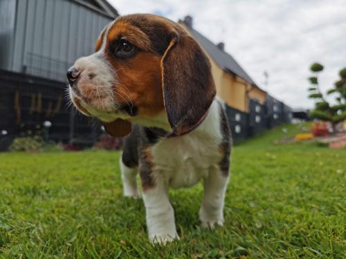 Beagle Welpe König