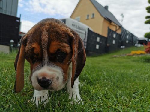 Beagle Welpe König