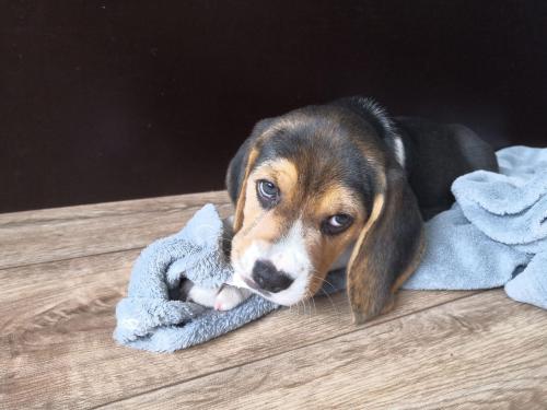 Beagle Welpen