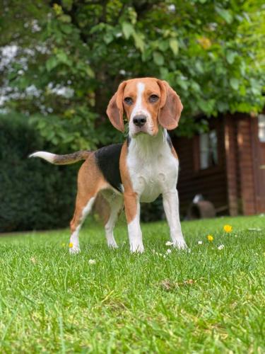 Beagle Welpe