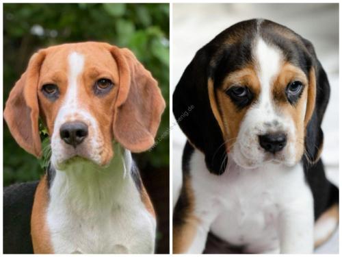 Beagle Welpe