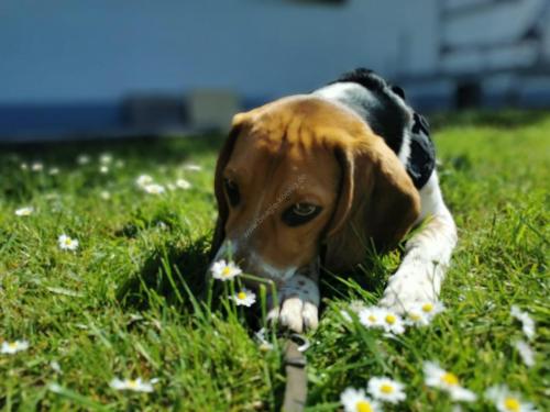 Beagle Welpe