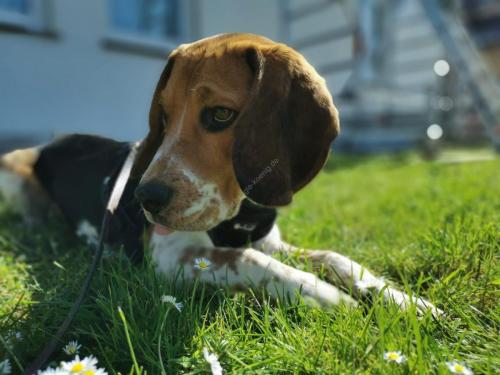 Beagle Welpe