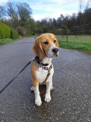 Beagle Welpen