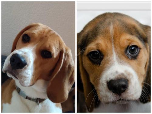 Beagle Welpen