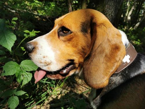 Beagle Welpen