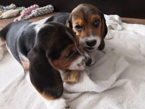 Beagle Welpen