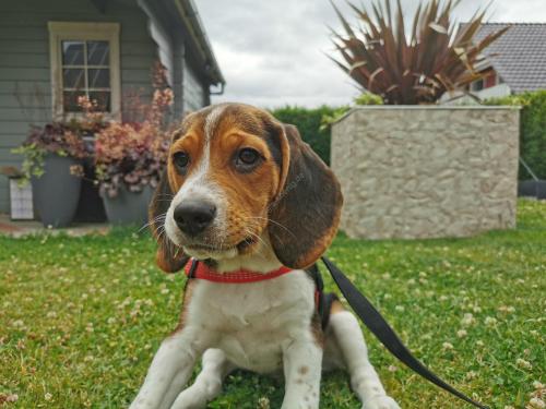 Beagle Welpen