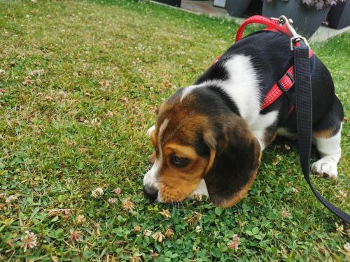 Beagle Welpen