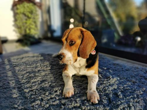 Beagle Welpen