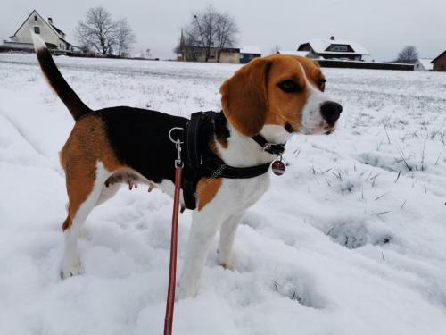 Beagle Tricolor Welpen