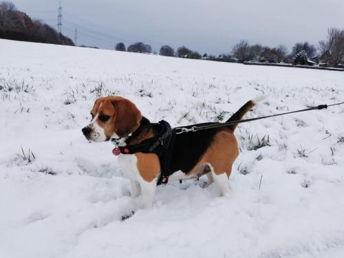 Beagle Tricolor Welpen