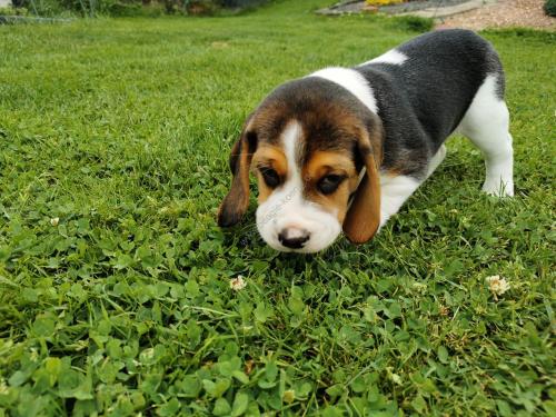 Beagle Welpe