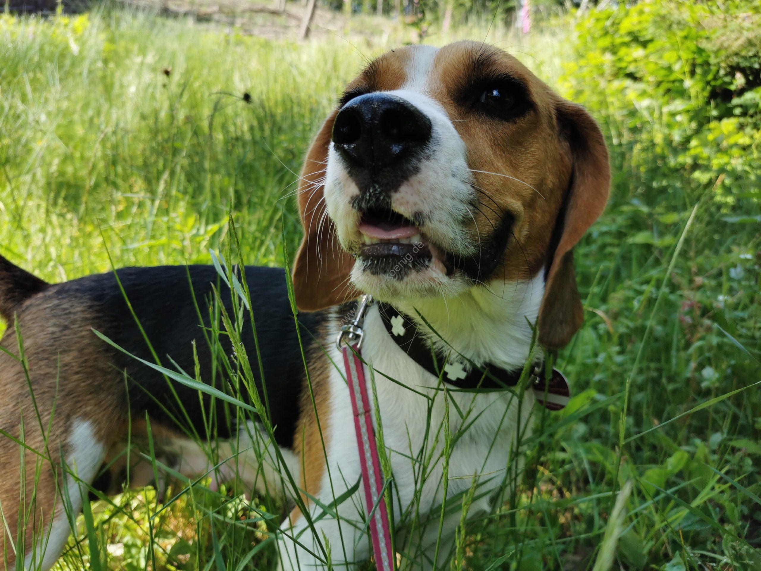 Beagle Welpen