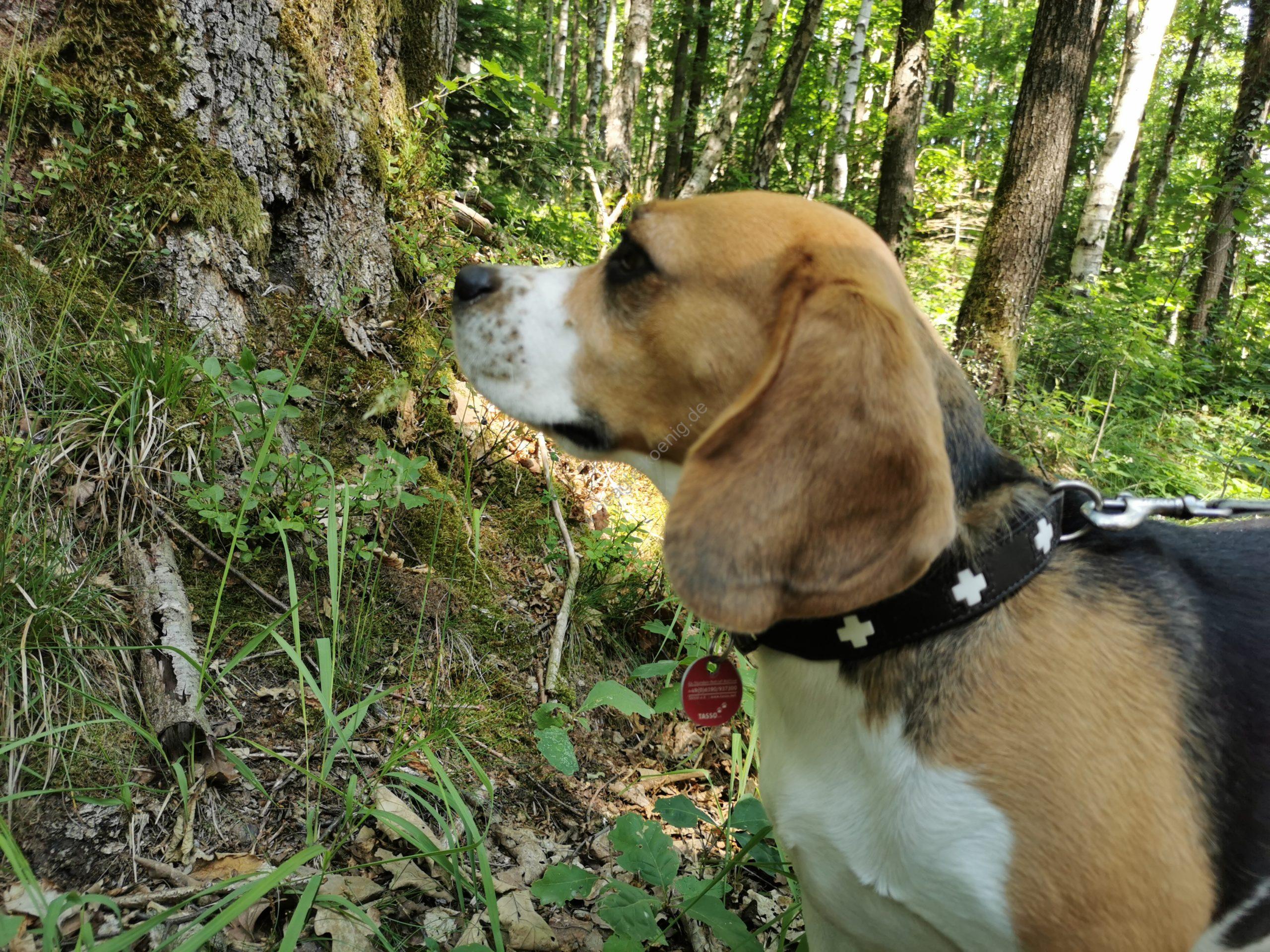 Beagle Welpen