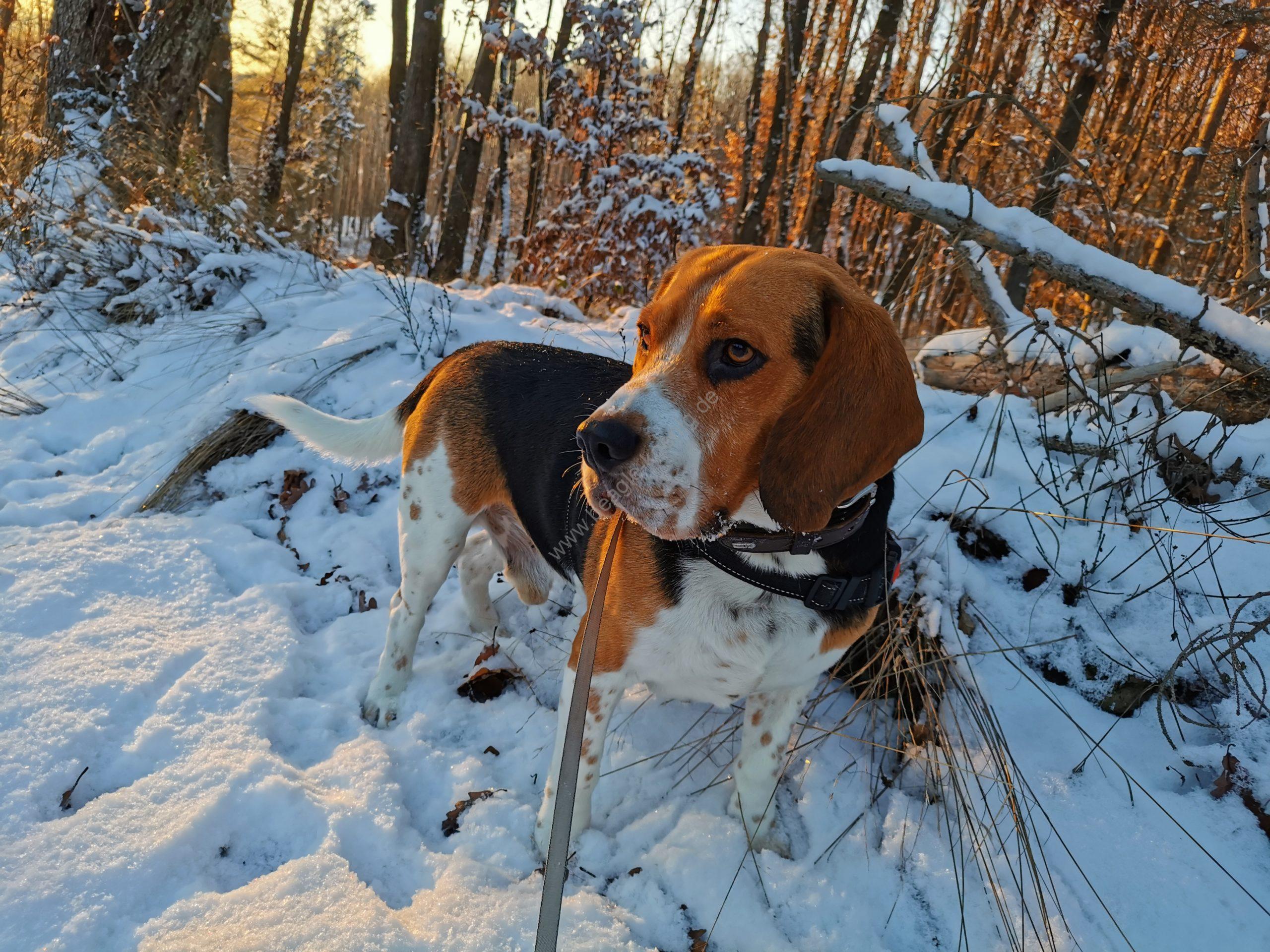 Beagle Tricolor Welpen