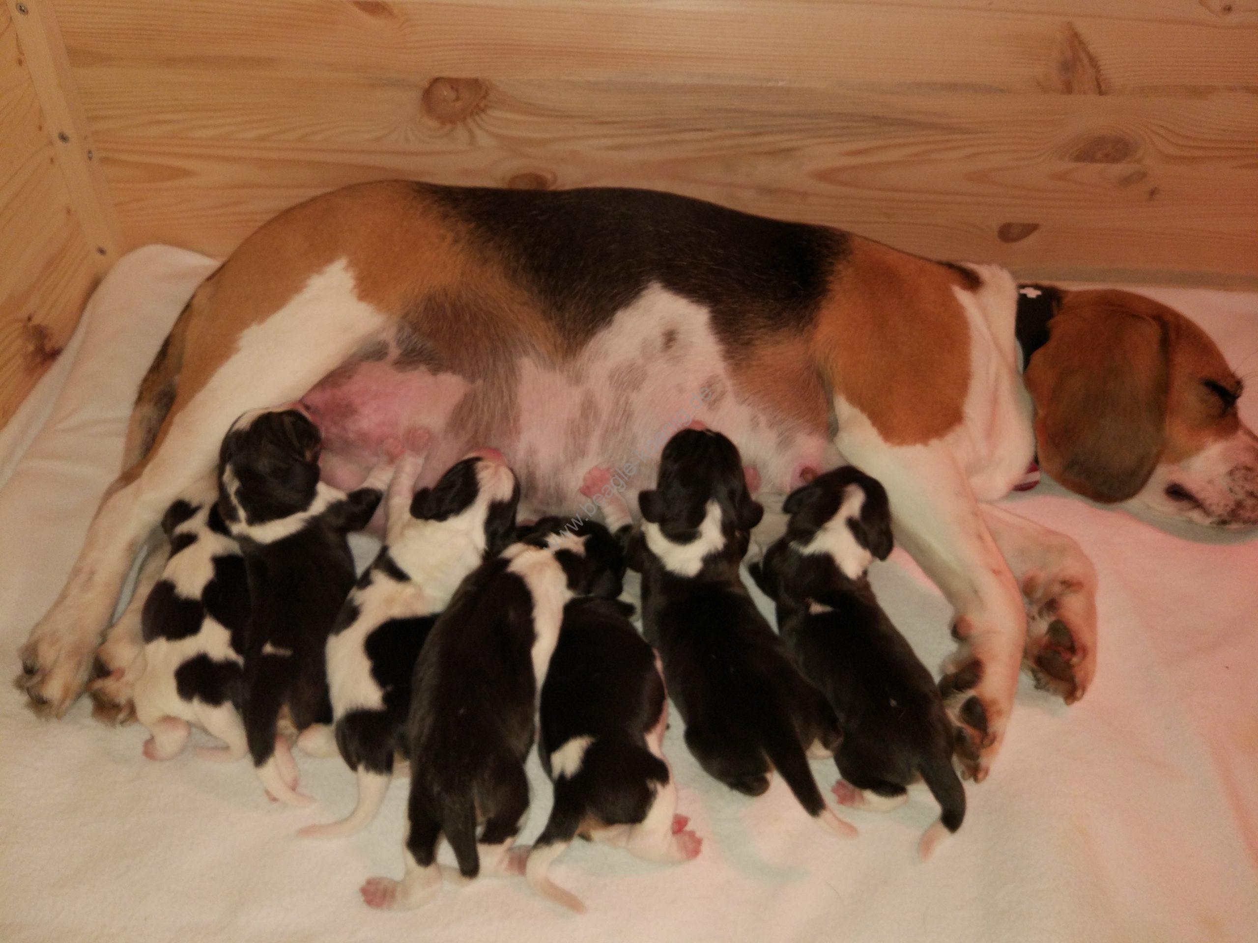 Beagle Welpen König Wurf A