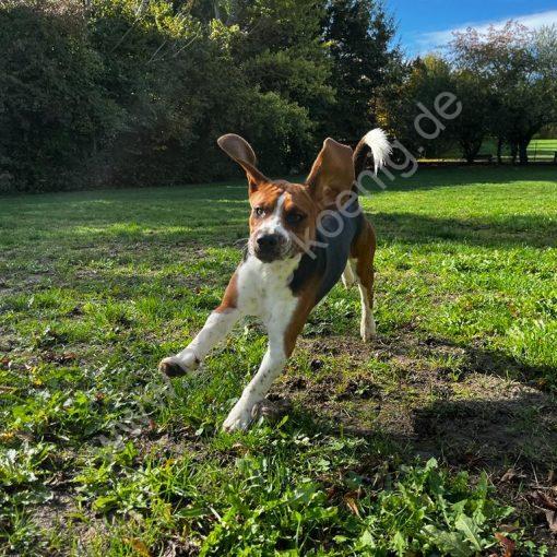 Beagle Training