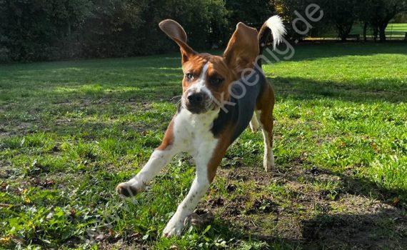 Beagle Training