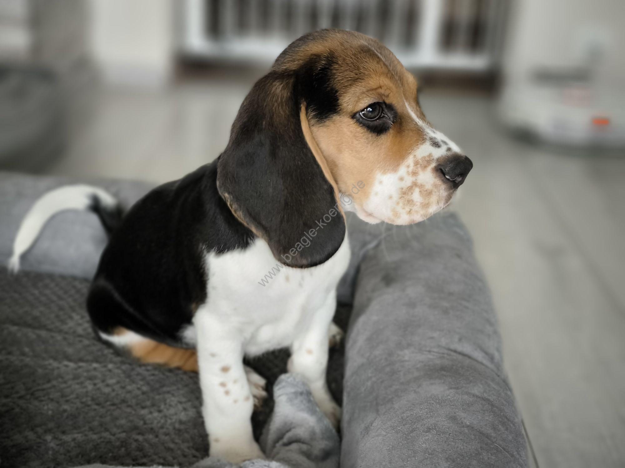 Beagle Pommersche Mix Welpen